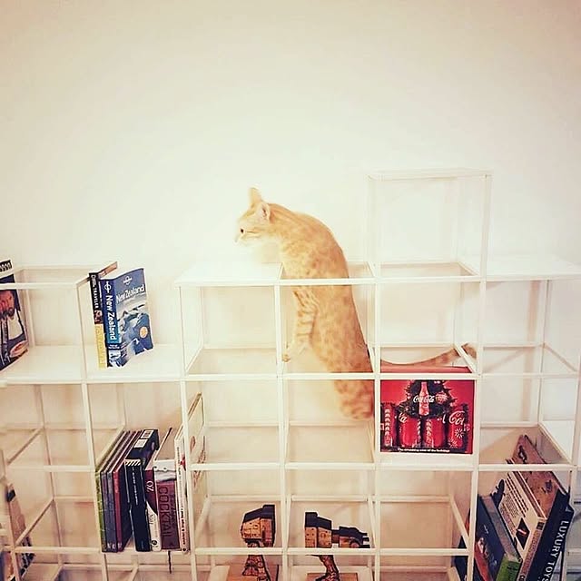 実例写真