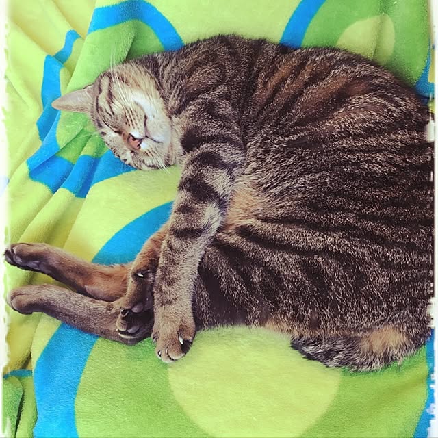 shigimiさんの実例写真