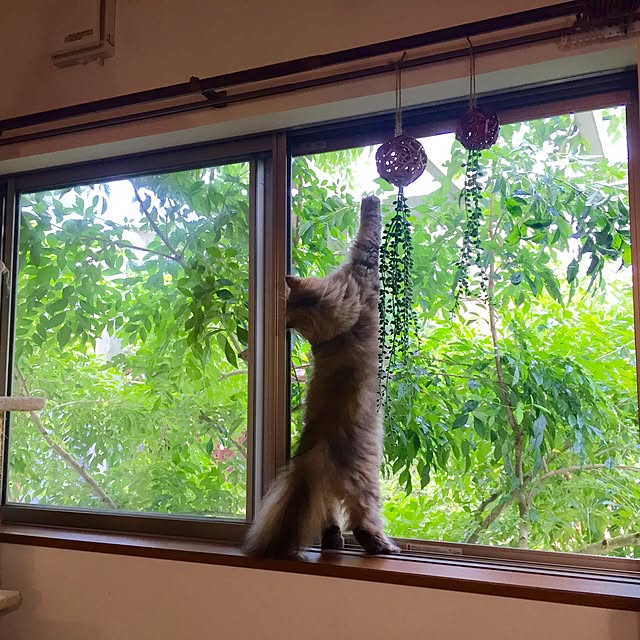 butachanさんの実例写真