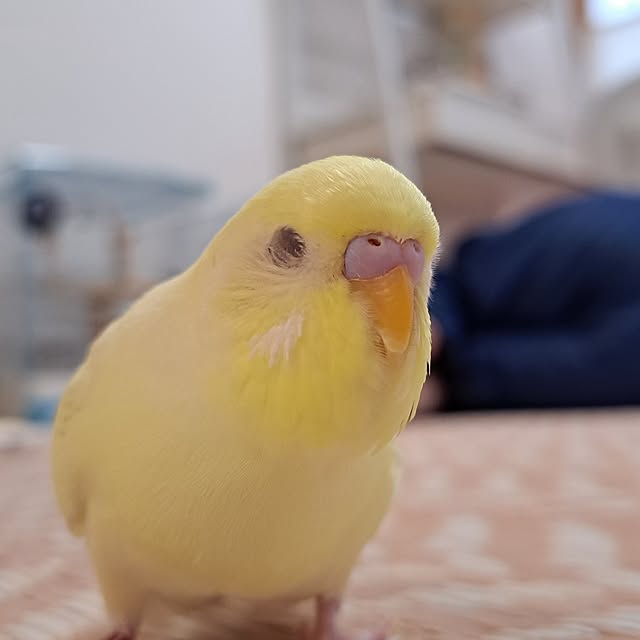 blueさんの実例写真