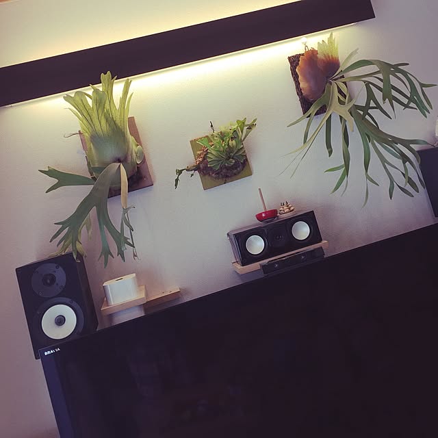 S-Tillandsiaさんの実例写真