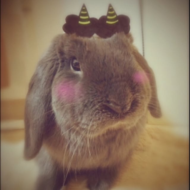 calminさんの実例写真