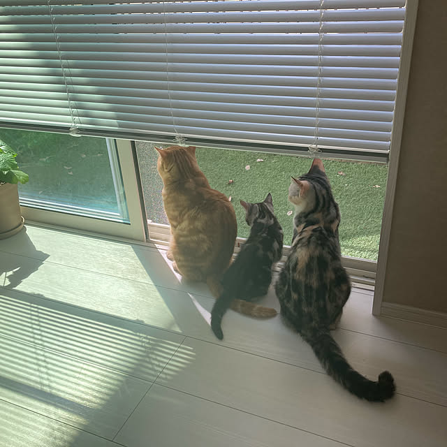 実例写真