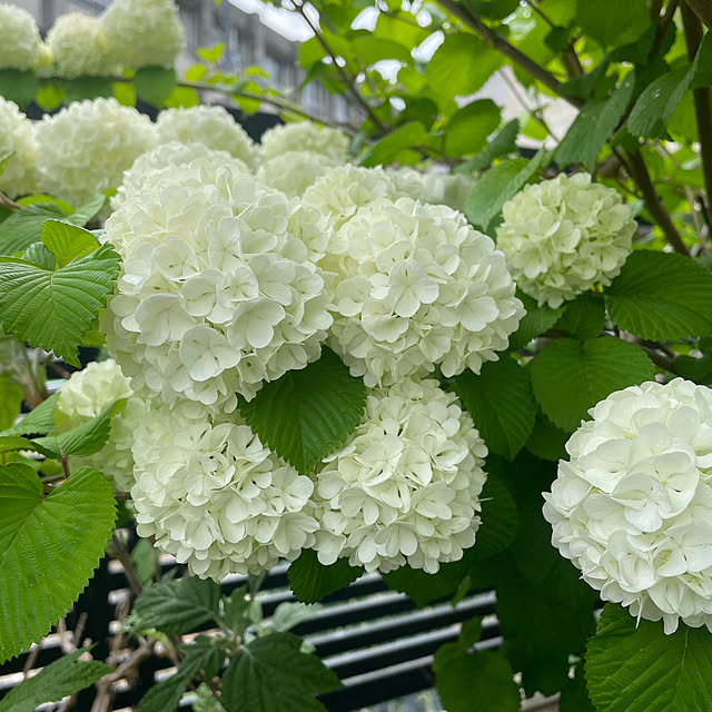 kuikoさんの部屋
