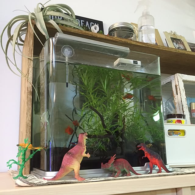 Akiさんの実例写真