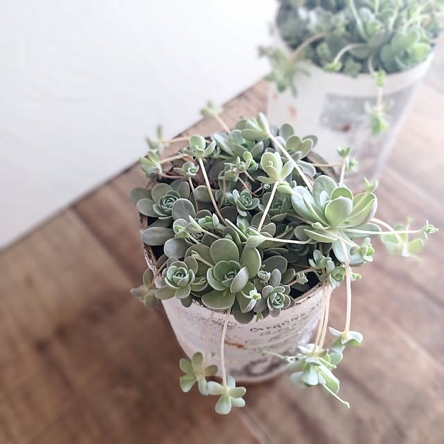 shituraeさんの部屋