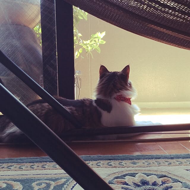 mewmewwさんの実例写真