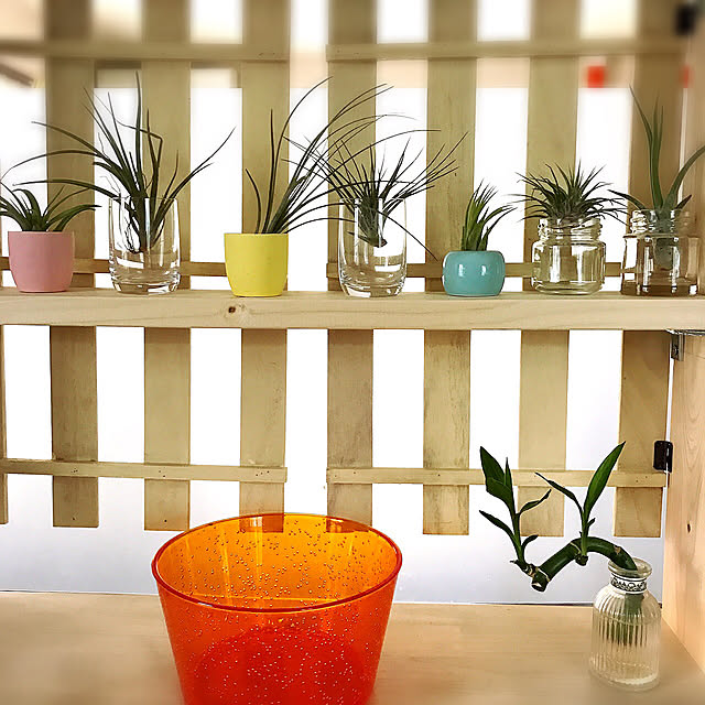DIY/観葉植物/キッチンのインテリア実例 - 2019-03-28 11:01:35