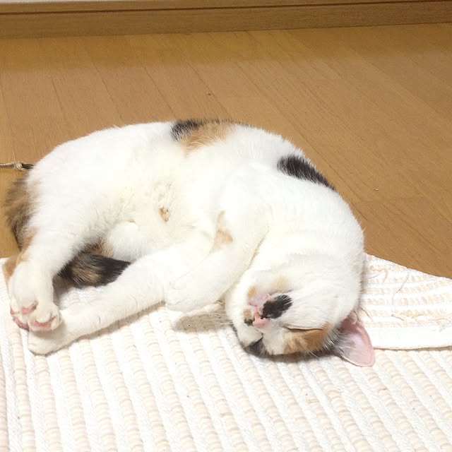 Kinanさんの実例写真