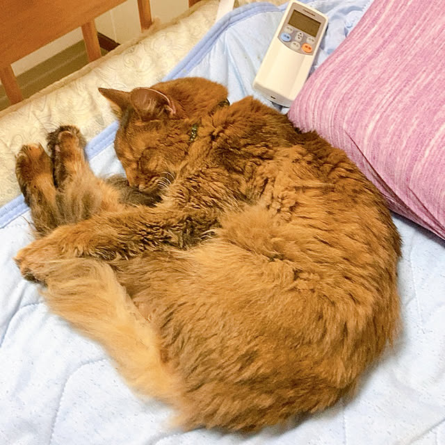 yukarinさんの実例写真