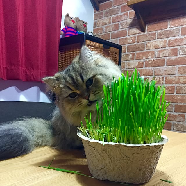 butachanさんの実例写真