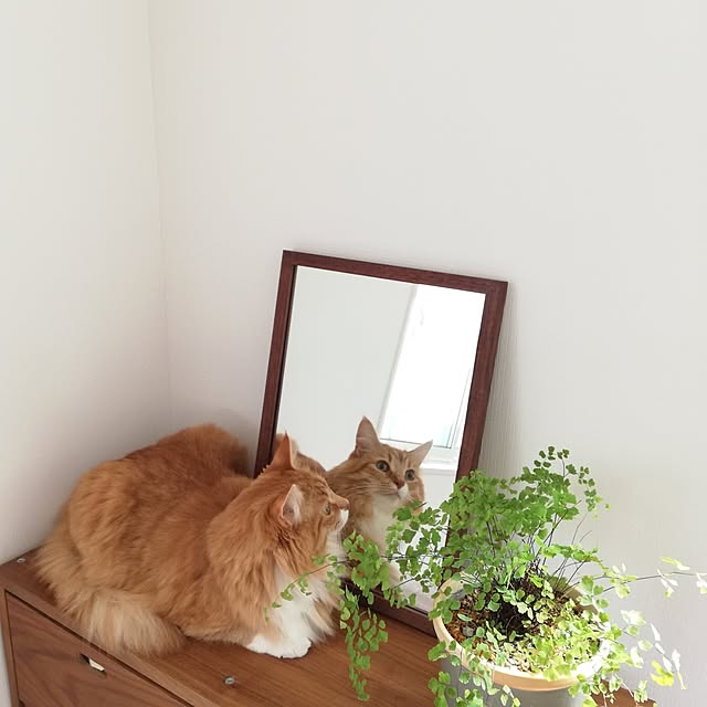 pinokoさんの実例写真