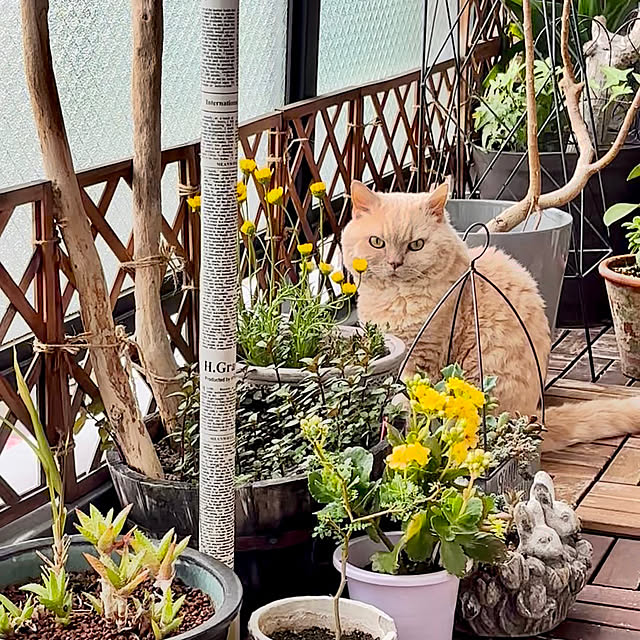 naokoさんの実例写真