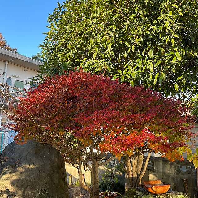 shin0719さんの実例写真