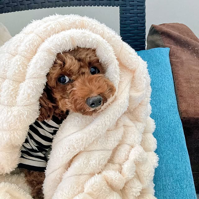 MOMOMAMAさんの部屋