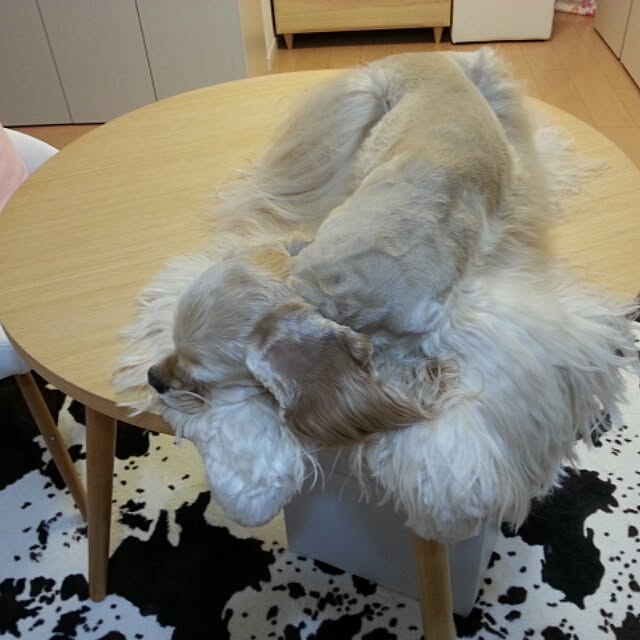 evetamaさんの実例写真
