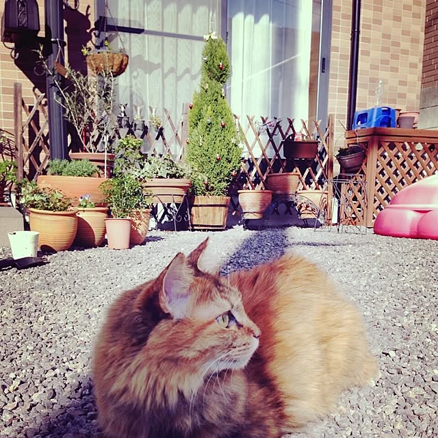 kayocoさんの実例写真