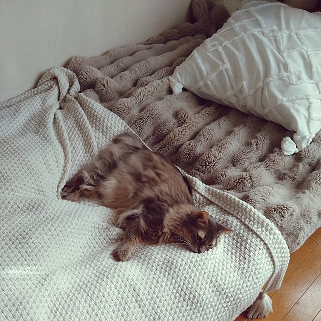 ベッド周り/ふかふかで気持ちいい/猫と暮らす/猫のいる暮らし/猫のいる日常...などのインテリア実例 - 2024-11-25 06:56:24