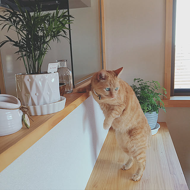 ailleenさんの実例写真