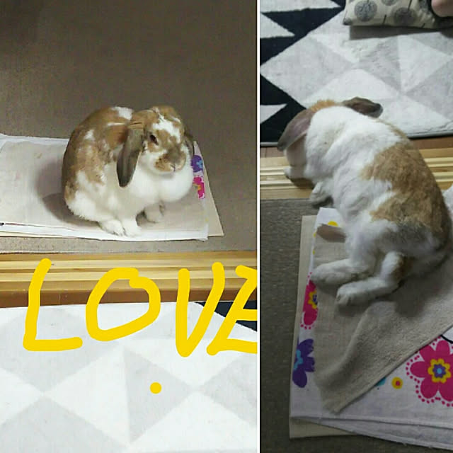 usamamaさんの実例写真