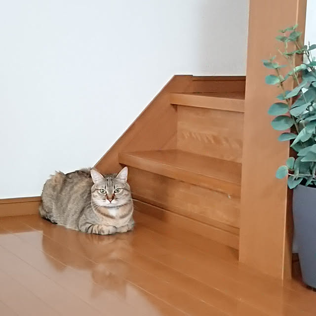 maikyさんの実例写真