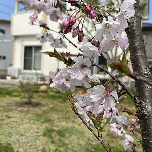 madeleineさんの実例写真