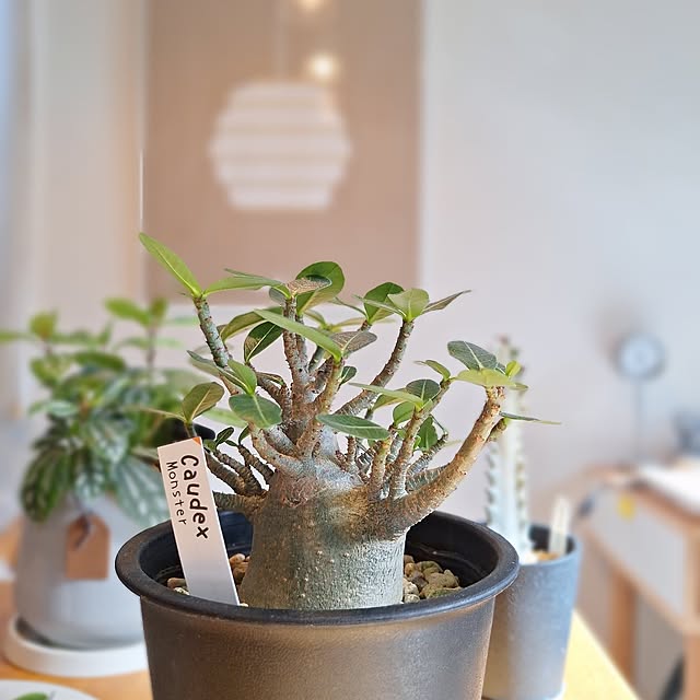 souさんの実例写真