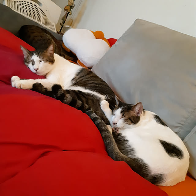CinqinTWさんの実例写真