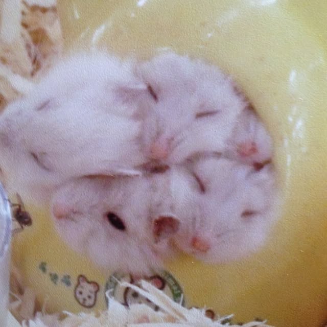 mikarinさんの実例写真