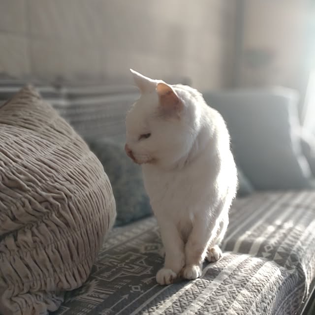 38catさんの部屋