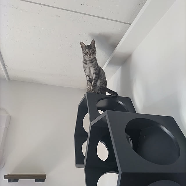 dsimbaさんの実例写真