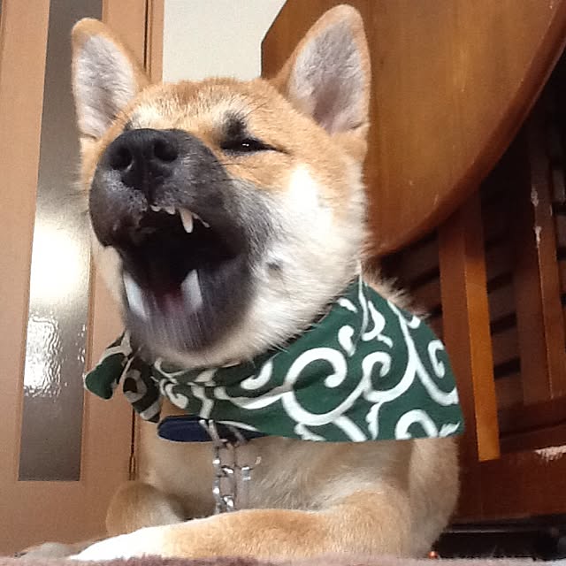 kotaさんの実例写真