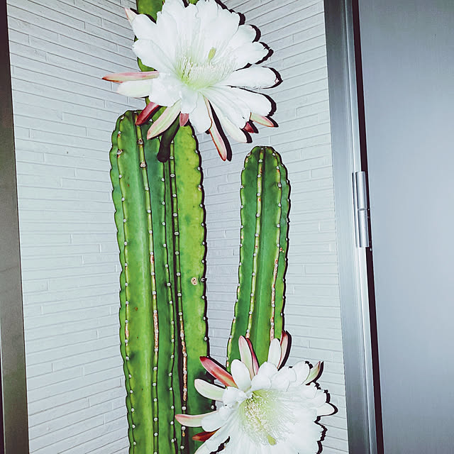 mikoさんの実例写真