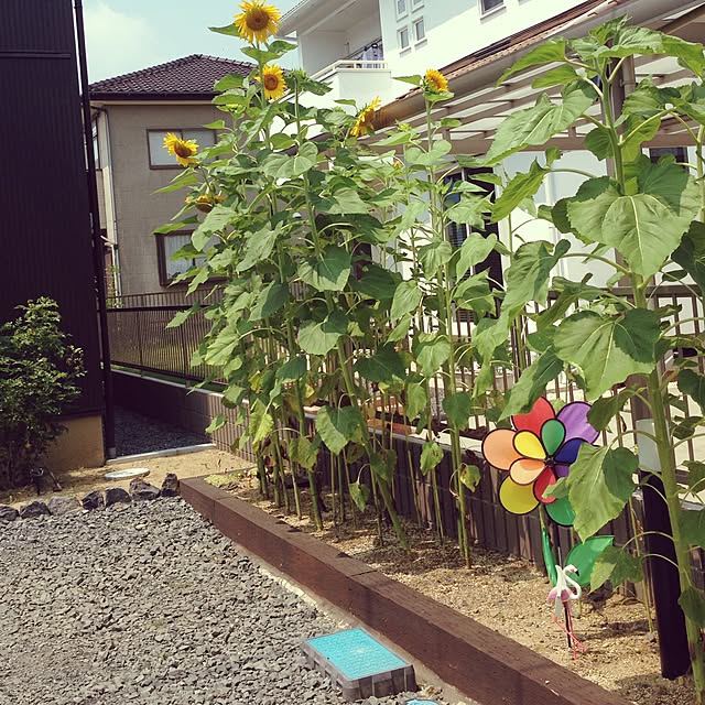 mimi.ramiさんの実例写真