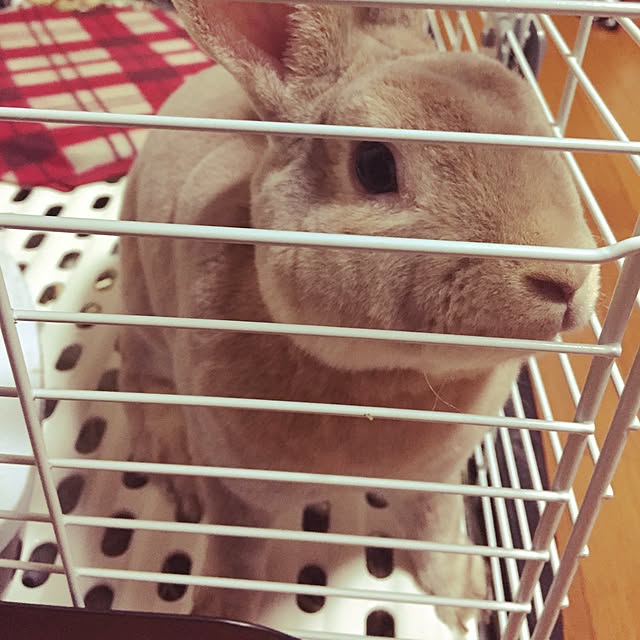 fruity anさんの実例写真