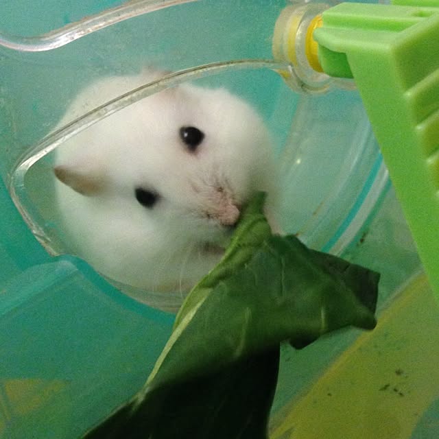 jnjnforesterさんの実例写真