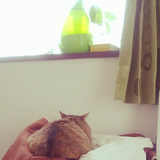 Sayakaさんの実例写真