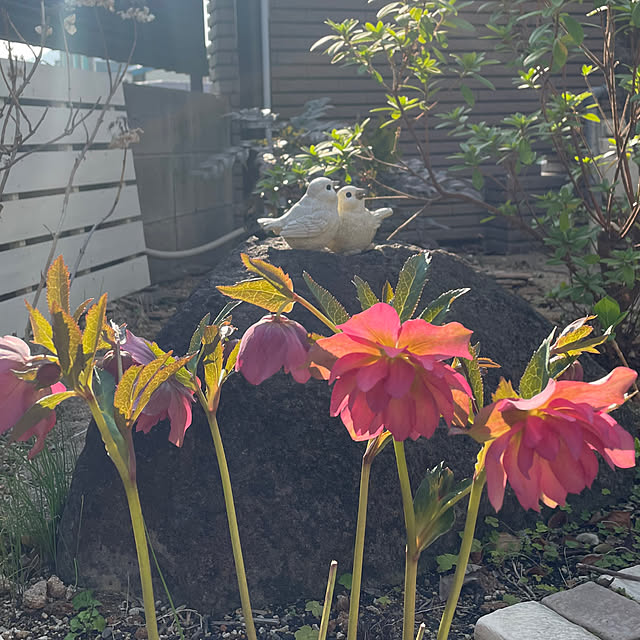 kuikoさんの実例写真