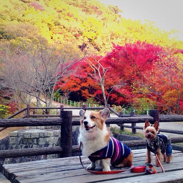 yuchinさんの実例写真