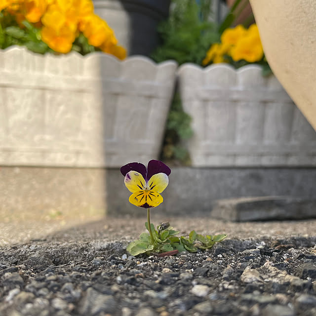 skhrさんの実例写真