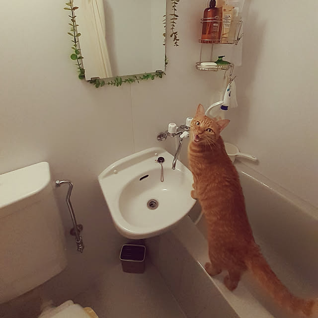 chisaviさんの実例写真