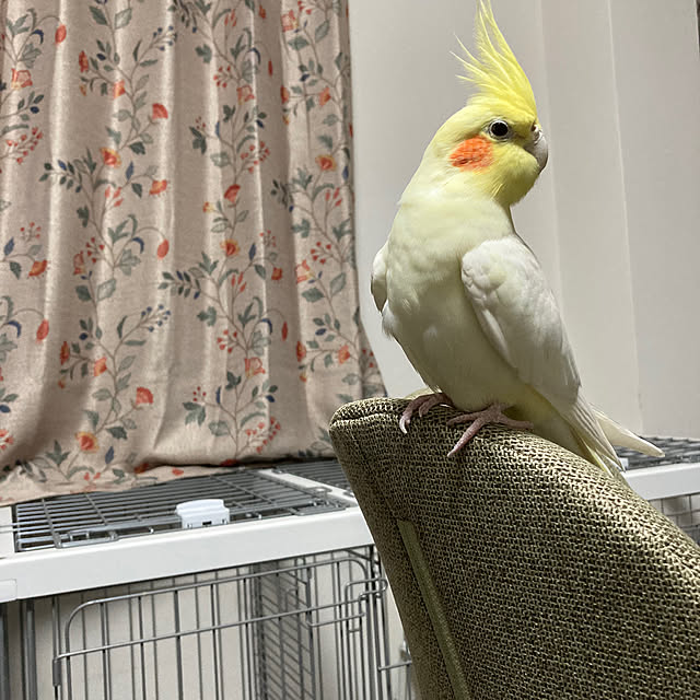 toratanさんの部屋