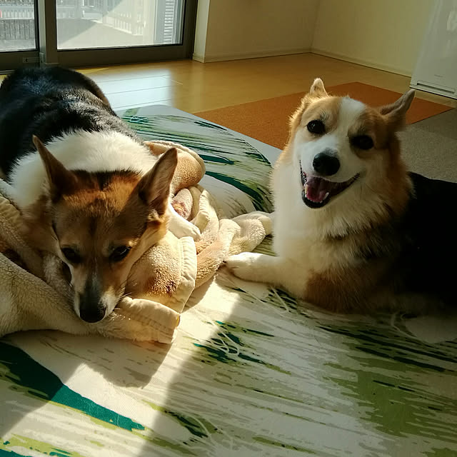 marutinoさんの実例写真