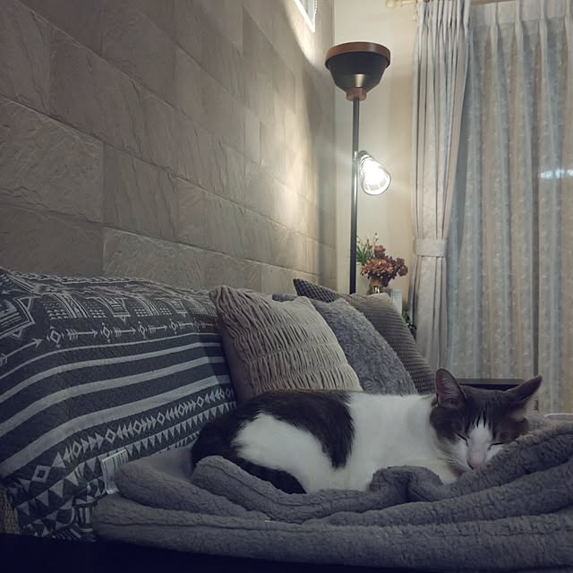 38catさんの部屋