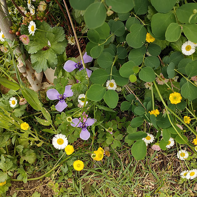 yukkoさんの実例写真