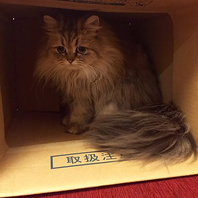 butachanさんの実例写真