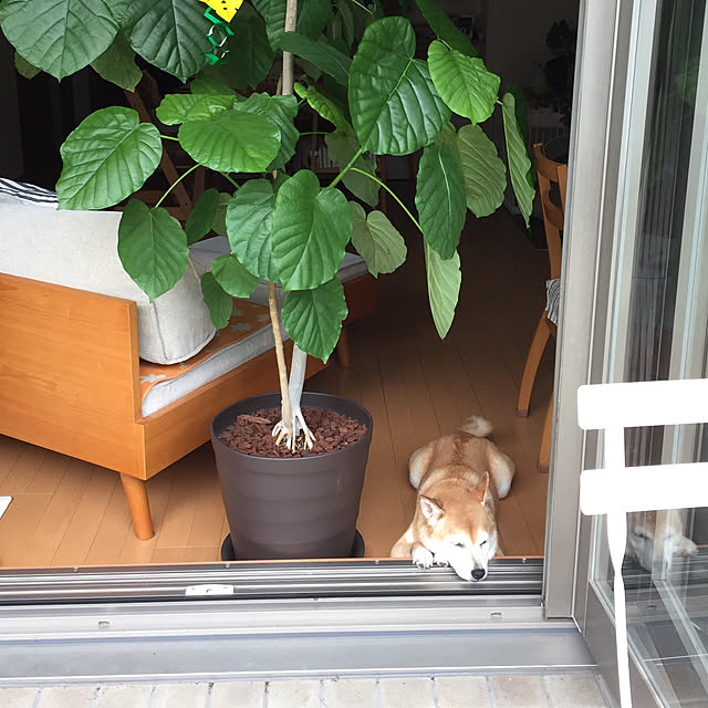 shizu2380さんの実例写真