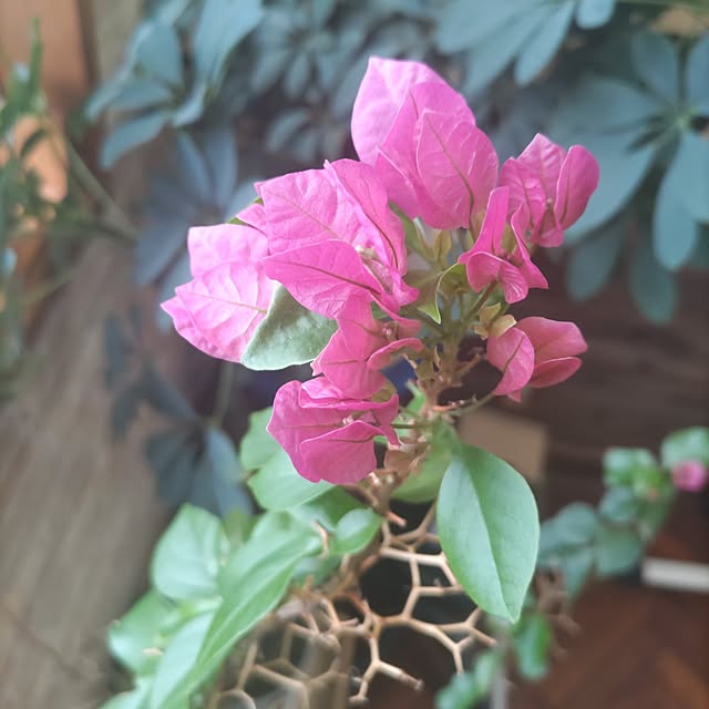 salacocoさんの部屋