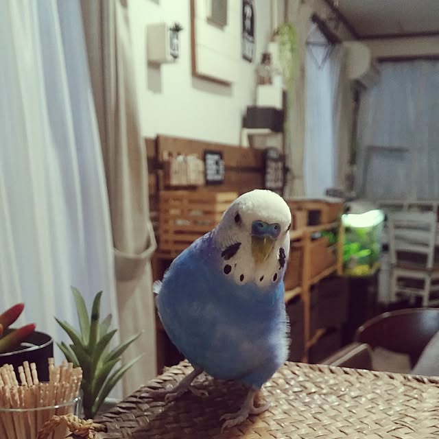 opiopiopiさんの実例写真