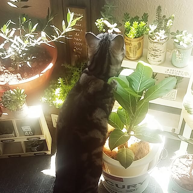 yumi0714さんの実例写真